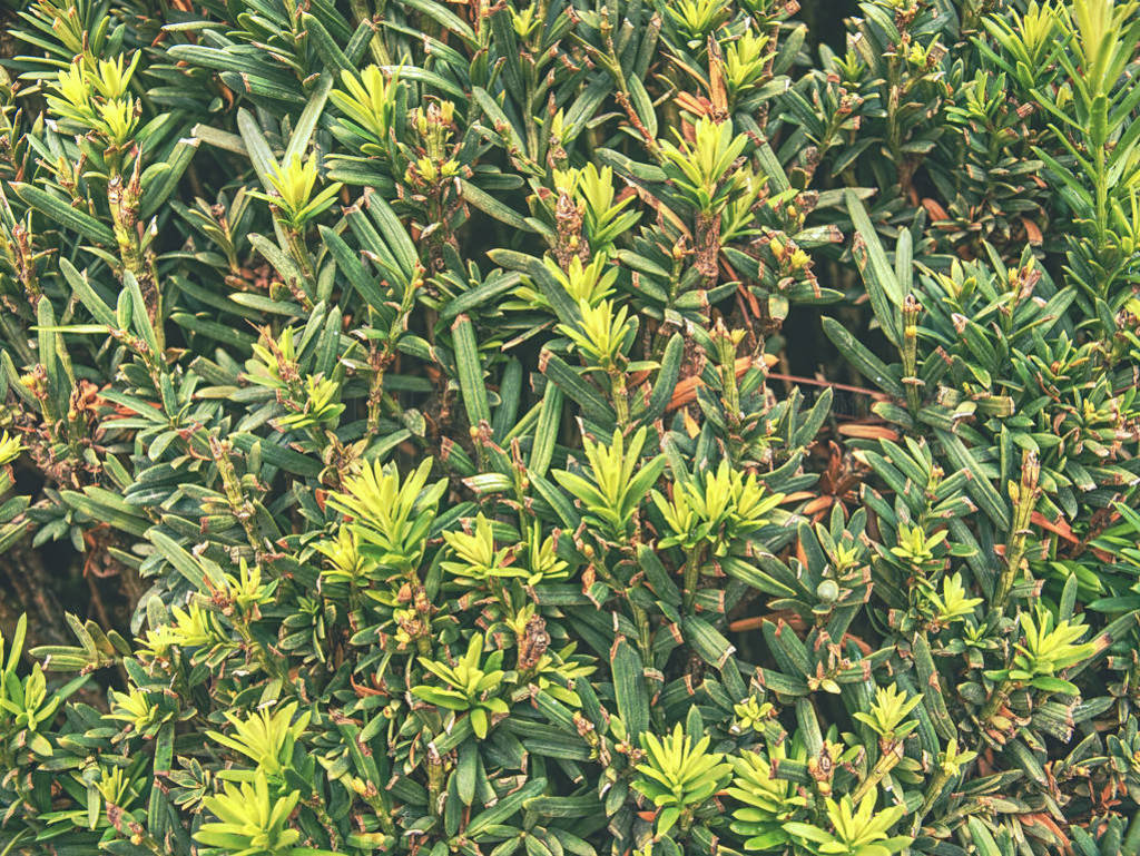 Hedge in old castle garden cut as labyrinth. Fresh green buxus