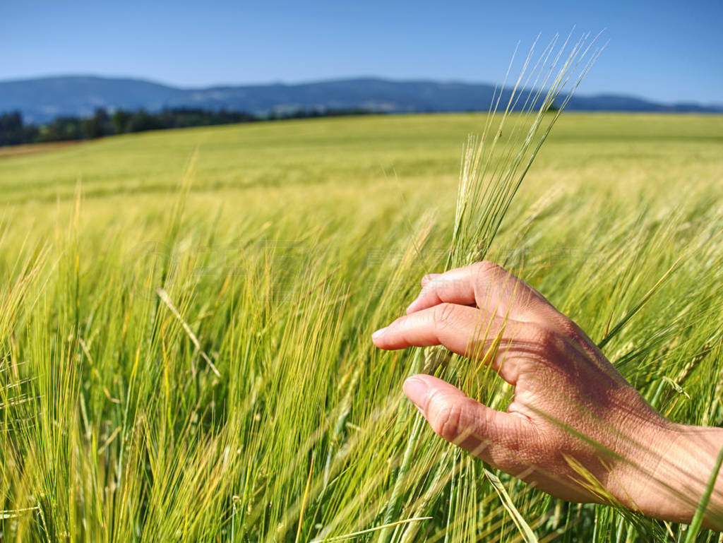 Farmer checks with his hand the spikelets unripe wheat