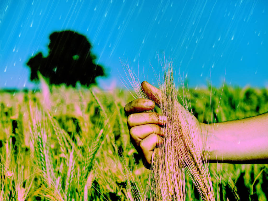 Hand farmer touching green rice in farm with sunrise.