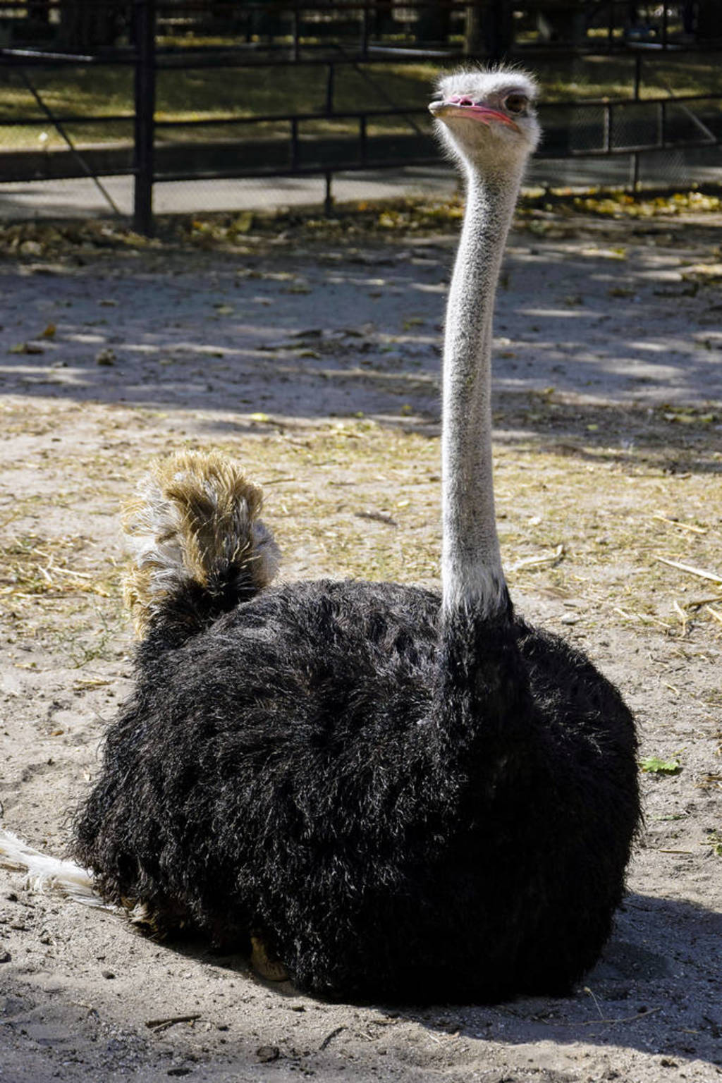 An ostrich with black plumage sits on the ground, cranes its nec