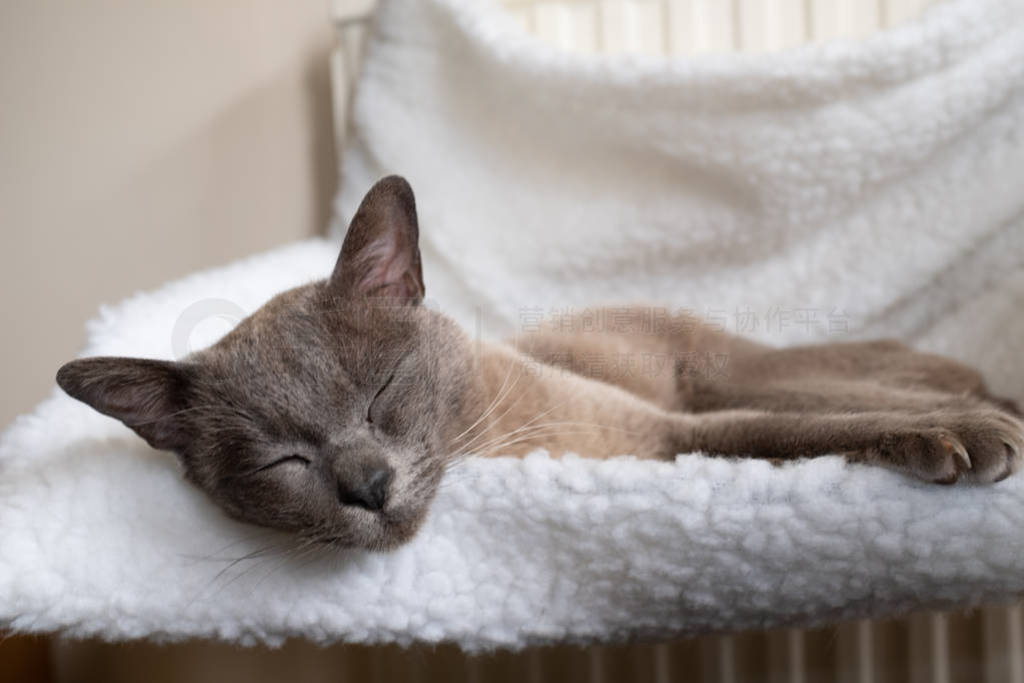 A close up of a beautiful domestic cat sleeping in a small white