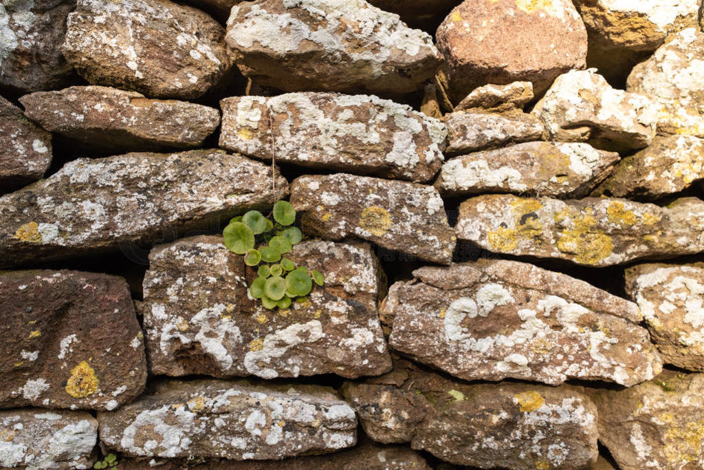 A close up of a rustic dry stone wall with a patch of green foli