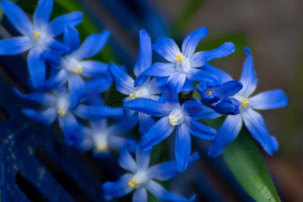 detailed macro close up of blue scilla flowers