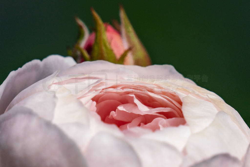 Close up of a blooming pink