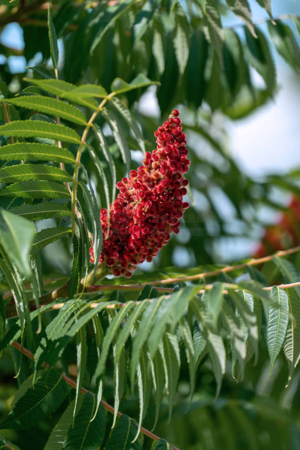 ¹rhus typhina hirtaɫĶ