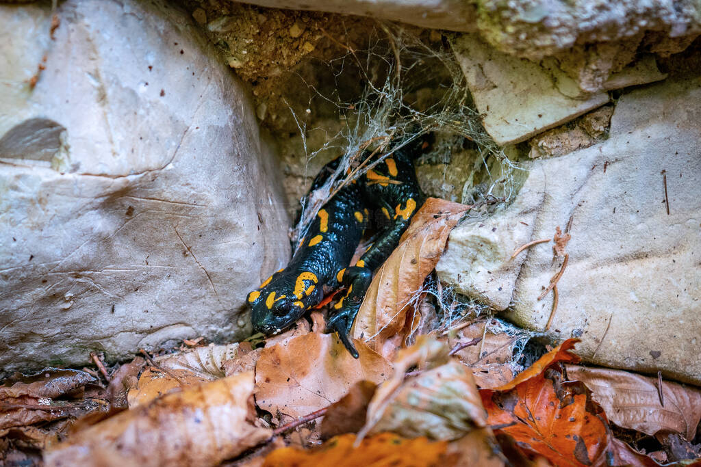 Close up of a black and yellow salamander hiding in its hideout