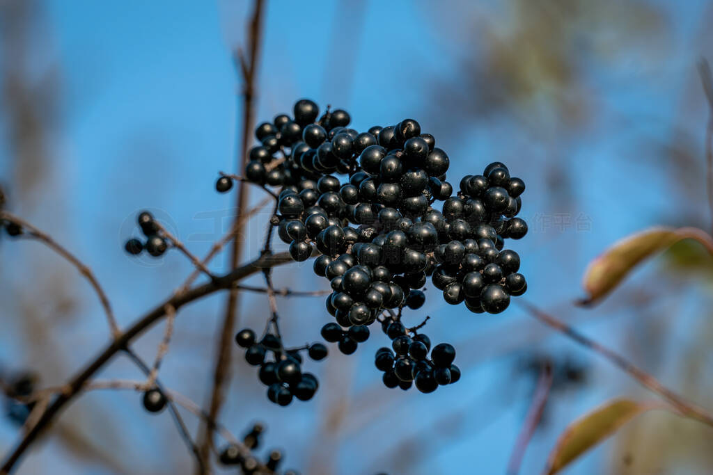 Detailed close up of a cluster of black berries on a branch