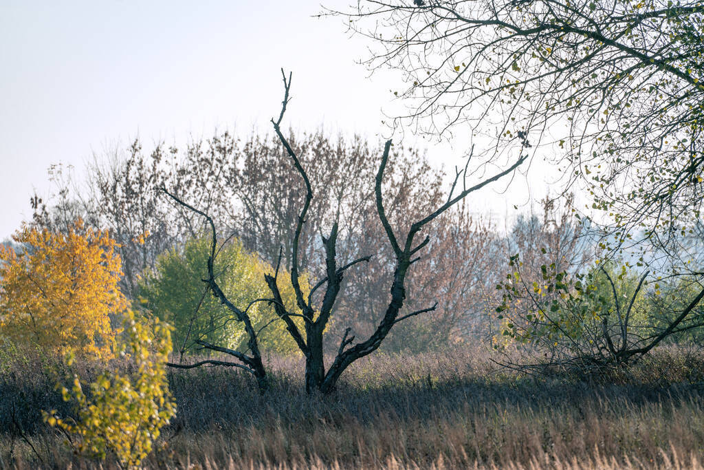 Surreal autumn landscape with a dead tree in focus