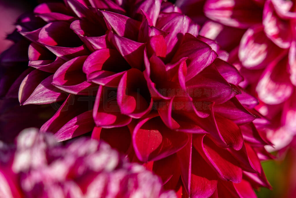 Detailed macro shot of a red and white coloured dahlia