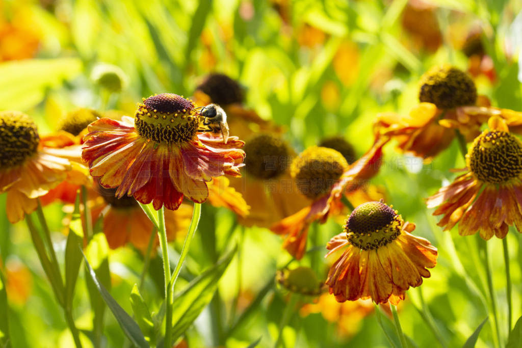 ʢHelenium۷ڷۡۡڷ۵Ļ԰ܡﻨ