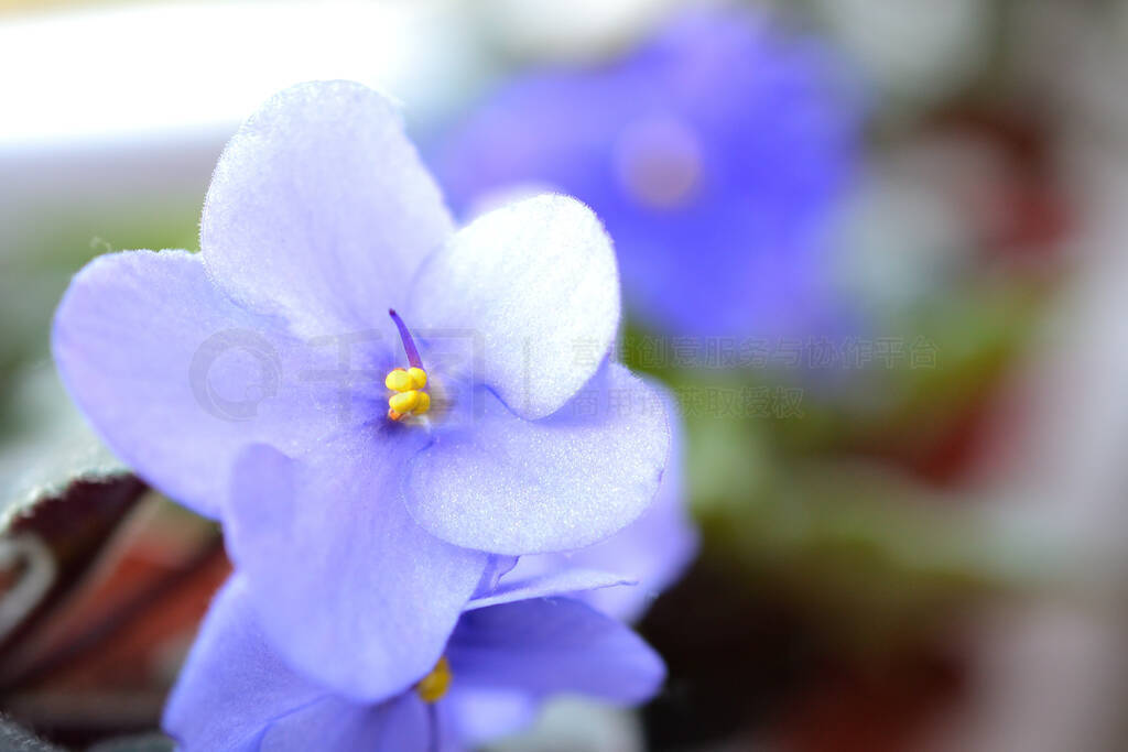 Beautiful blue-violet blooming violet flower. Colorful nature ba