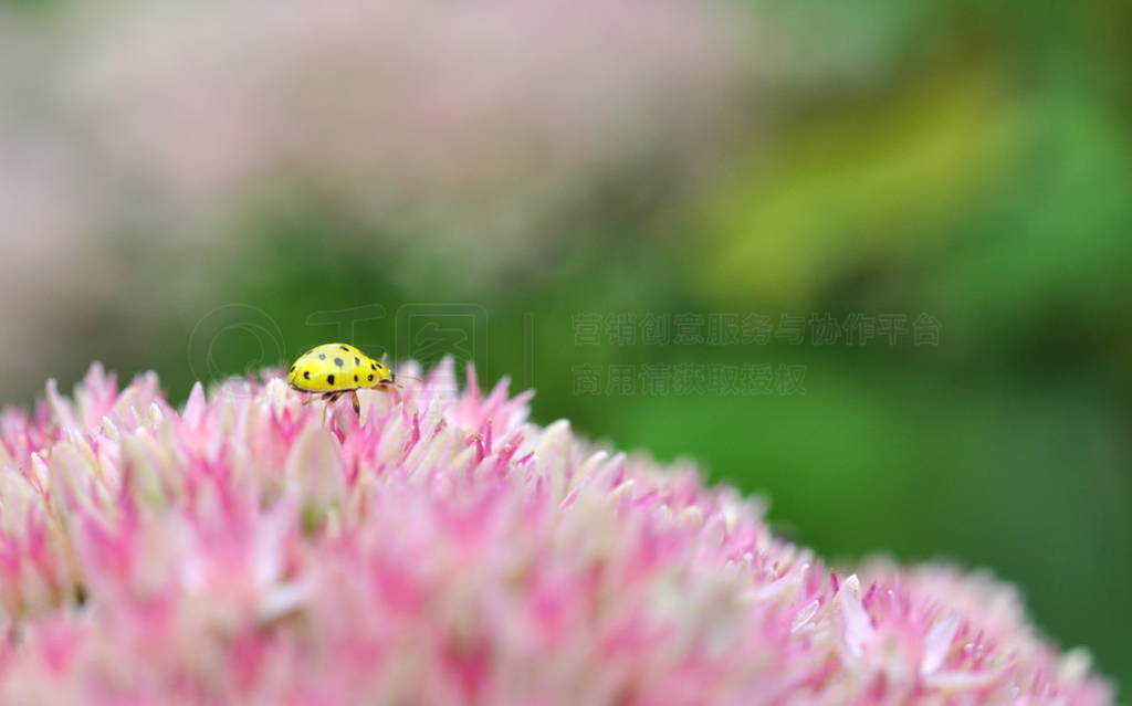 A small yellow ladybug walks along the pink flowers