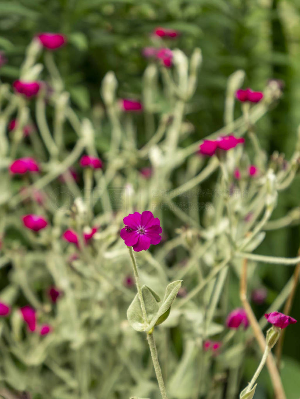Levkoy flowers (lat. Matthiola). A herbaceous fragrant garden