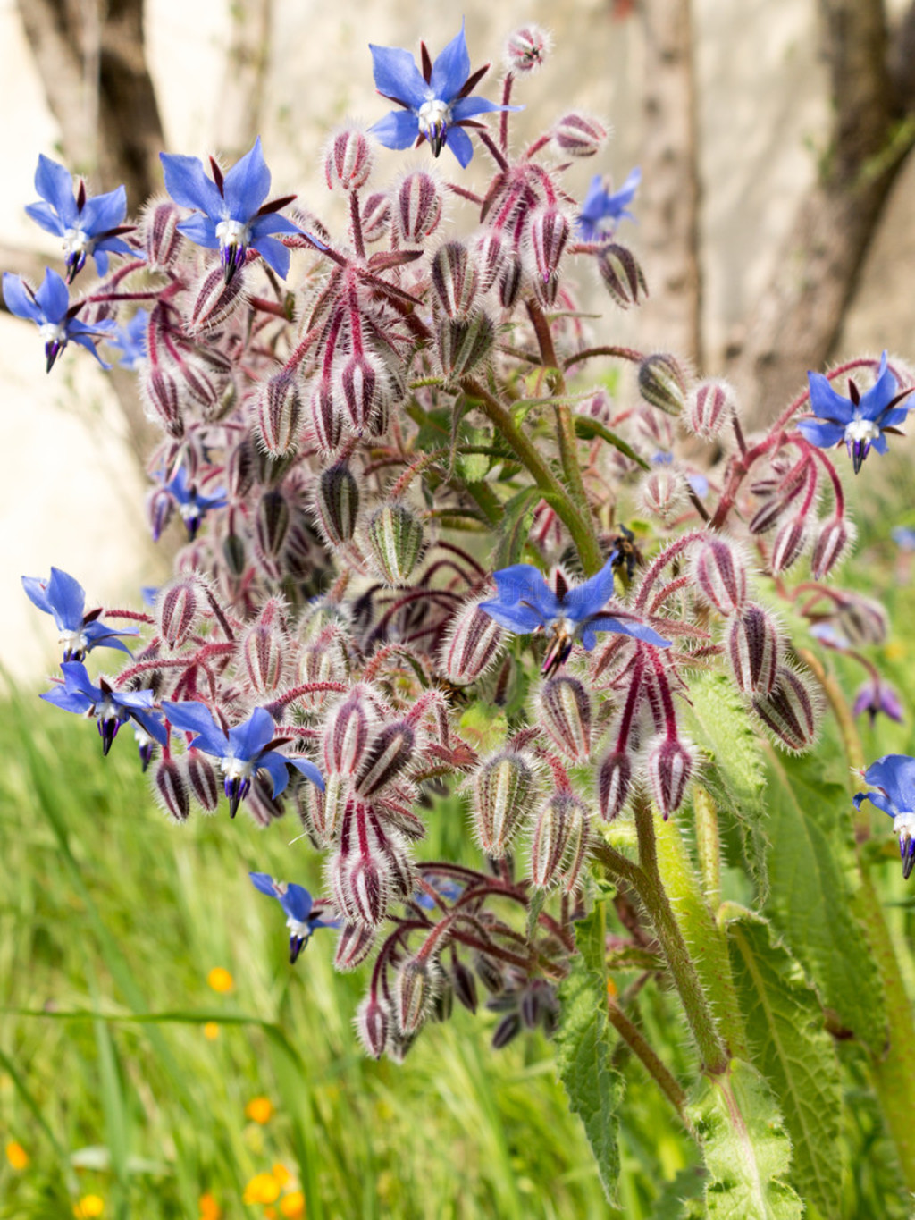  borago 