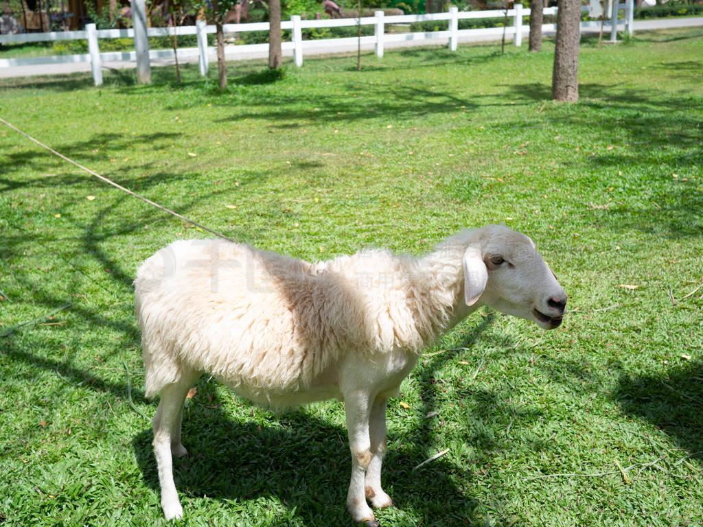 sheep on field in spring