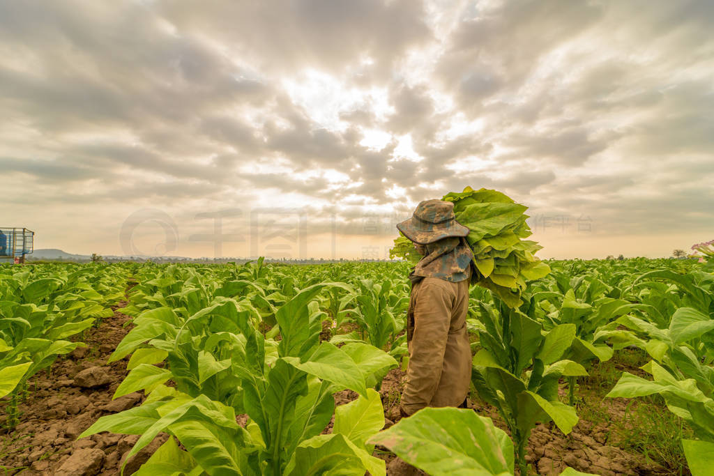labor working in tobacco farmland,remove tobacco leaf