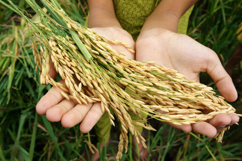 世界食品安全、 饥荒、 亚洲稻田
