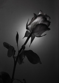 【黑白玫瑰花设计】图片免费下载