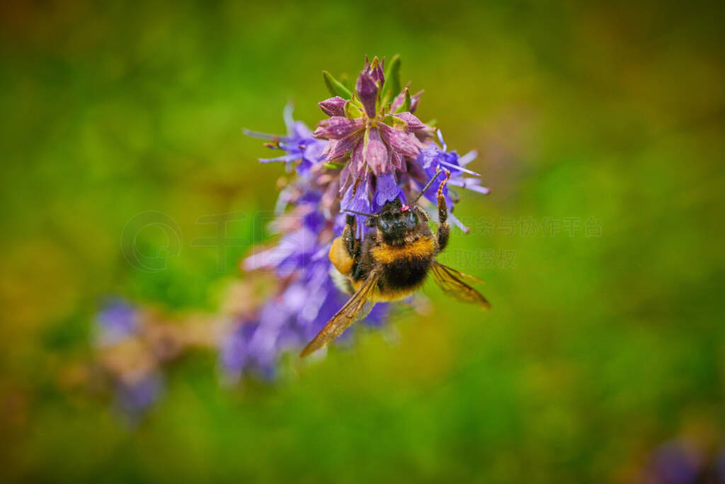 Large bumblebee on a blue flower collects nectar in macro