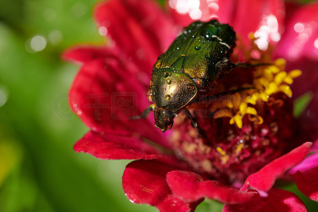 Green bug on an red flower with raindrops in macro