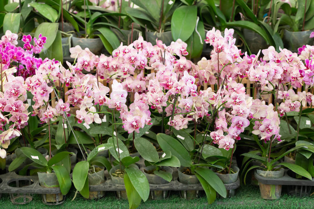 Phalaenopsis orchid arranged on the shelves for sale with price