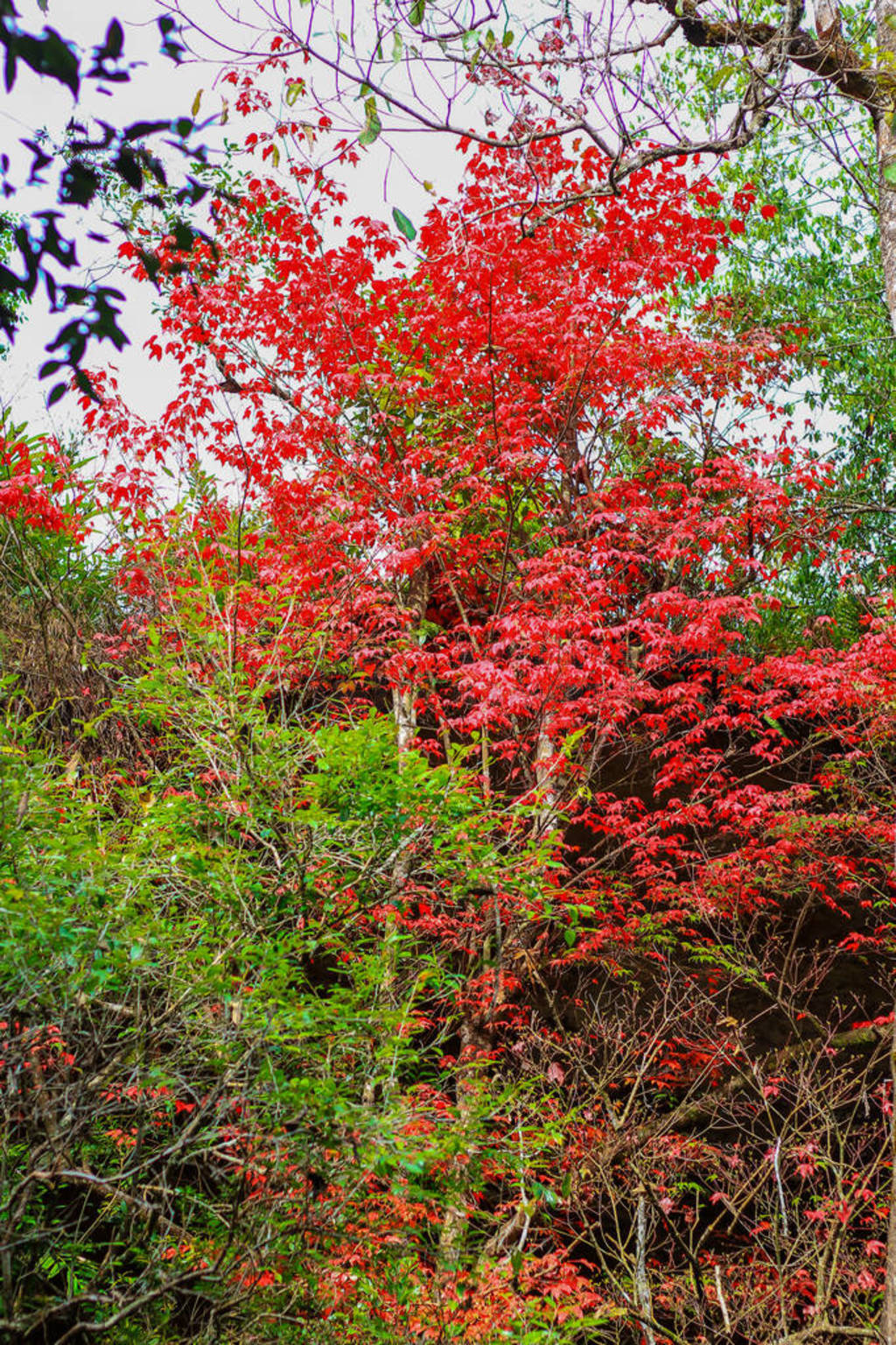 red maple leaves in winter at Phu Kradueng National Park.