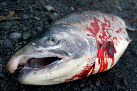 死银大马哈鱼与血躺在地上的特写