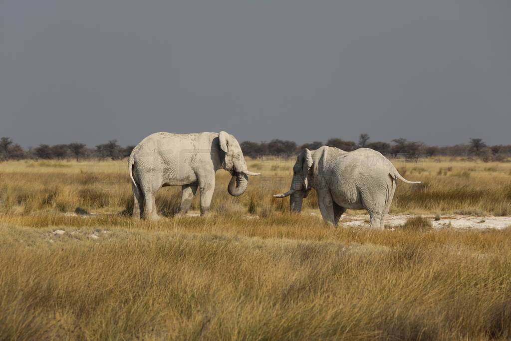 Elephants covered with white mud