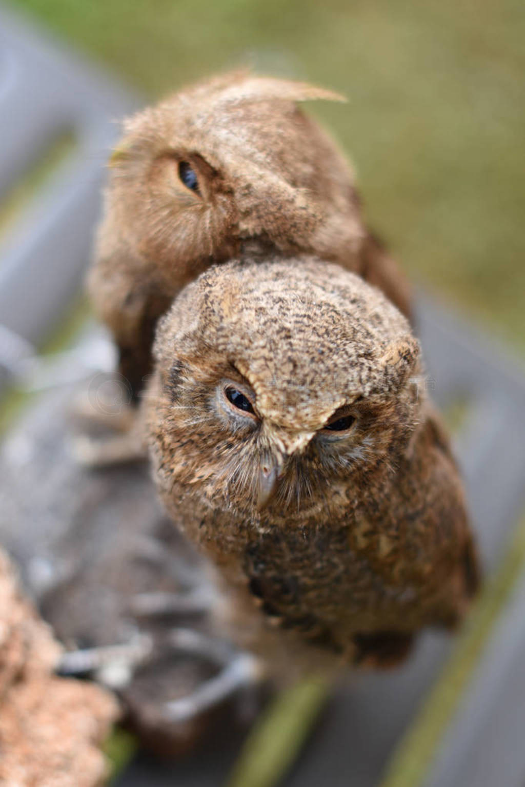 Javanese owls with the Latin name Wallace's Scops Owl