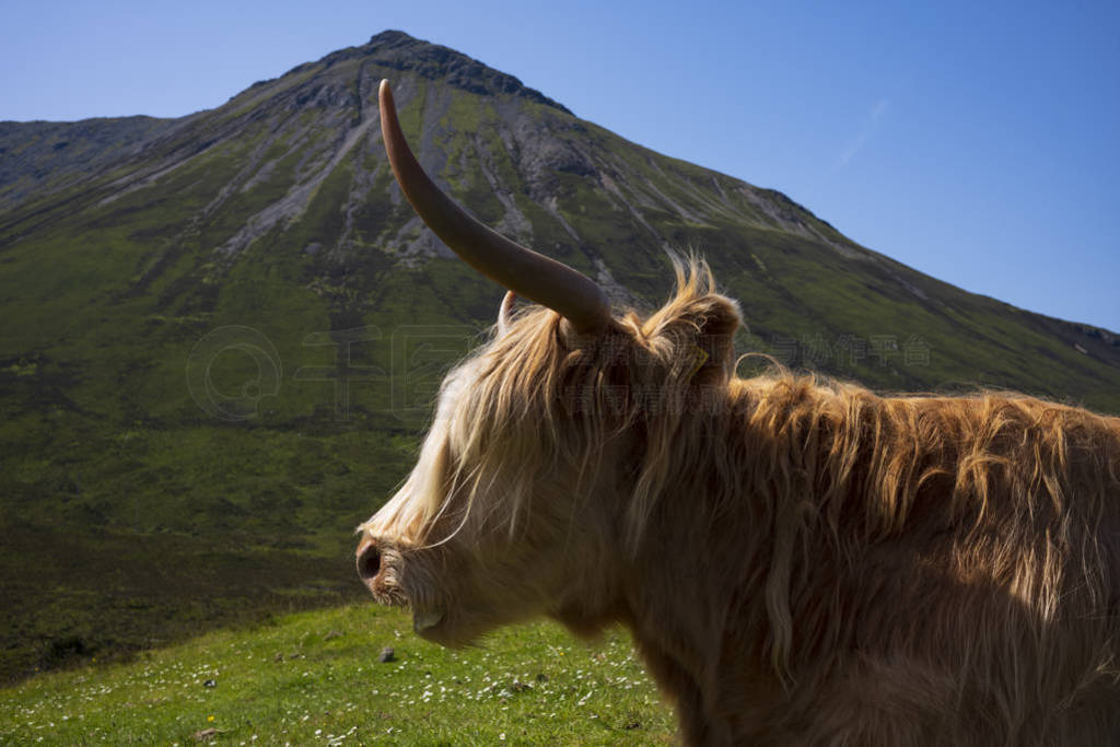 The Highland cow, a Scottish cattle breed that is local known as