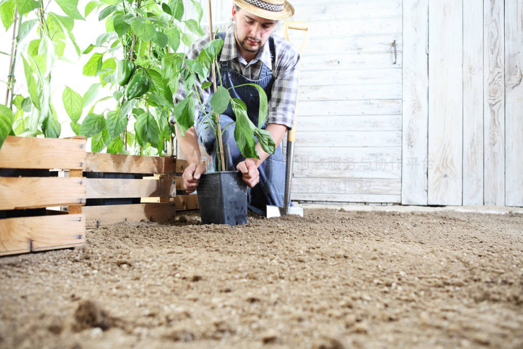 man plant out a seedling in the vegetable garden, work the soil