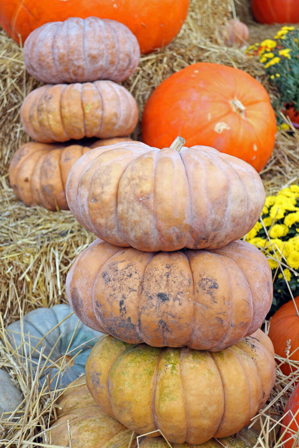 stack of Fairytale Squash