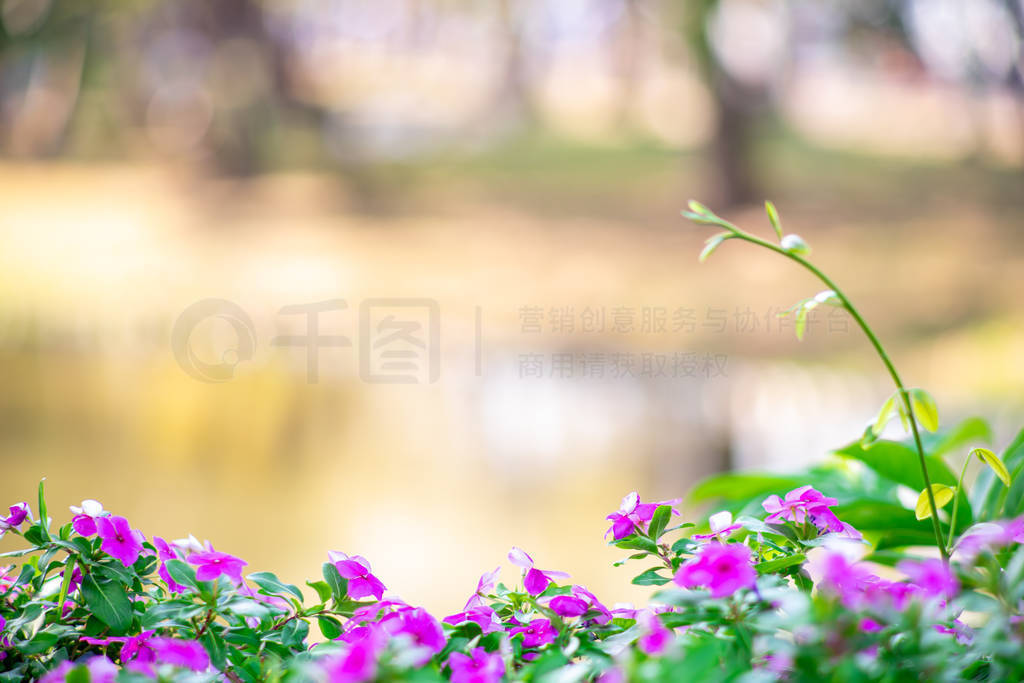 Pictures of pink flower trees against the bokeh background of a