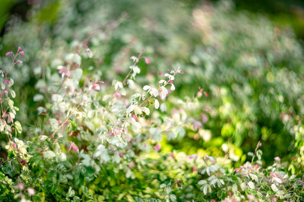 Photos of bokeh from white and green trees and