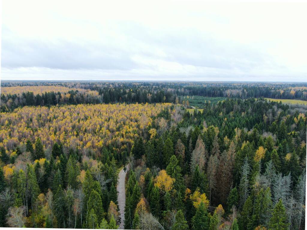 Aerial view of the golden autumn forest. Beautiful panorama of t