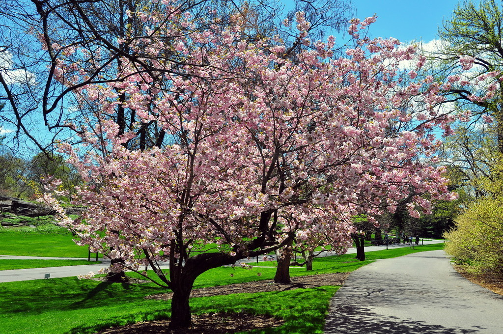 ֲ԰Ĳʿ˹Ny: Floweringtrees