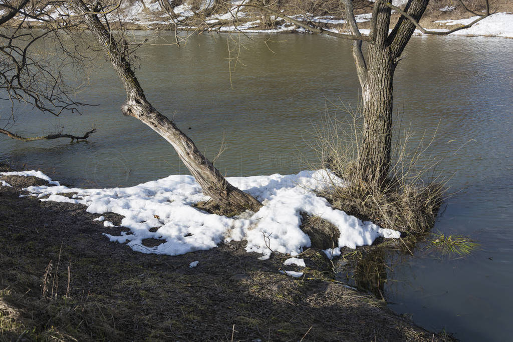 Remains of snow on the bank of a small river with trunks of old