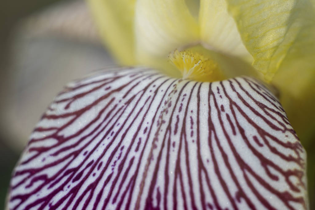 Macro close-up of a bright beautiful flower.
