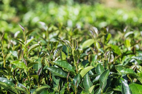 新鮮的烏龍茶鐵觀音茶葉或黑色的龍茶葉種植園裡的樹上