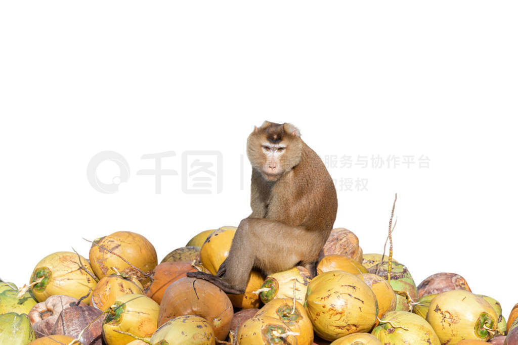 Monkey sitting on coconut pile after harvest and looking camera
