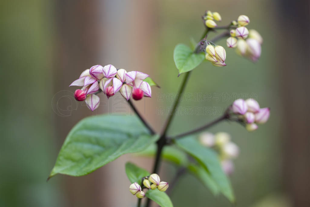 ޵ǵ³ķɭlat.Clerodendrum thomsonae-