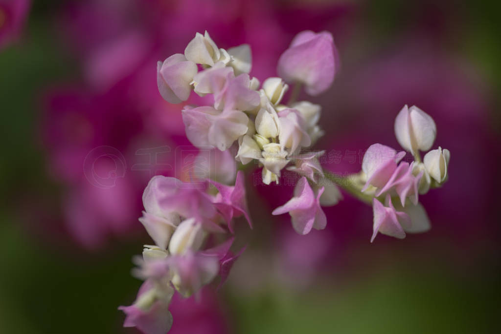 ޵ǵ³ķɭlat.Clerodendrum thomsonae-