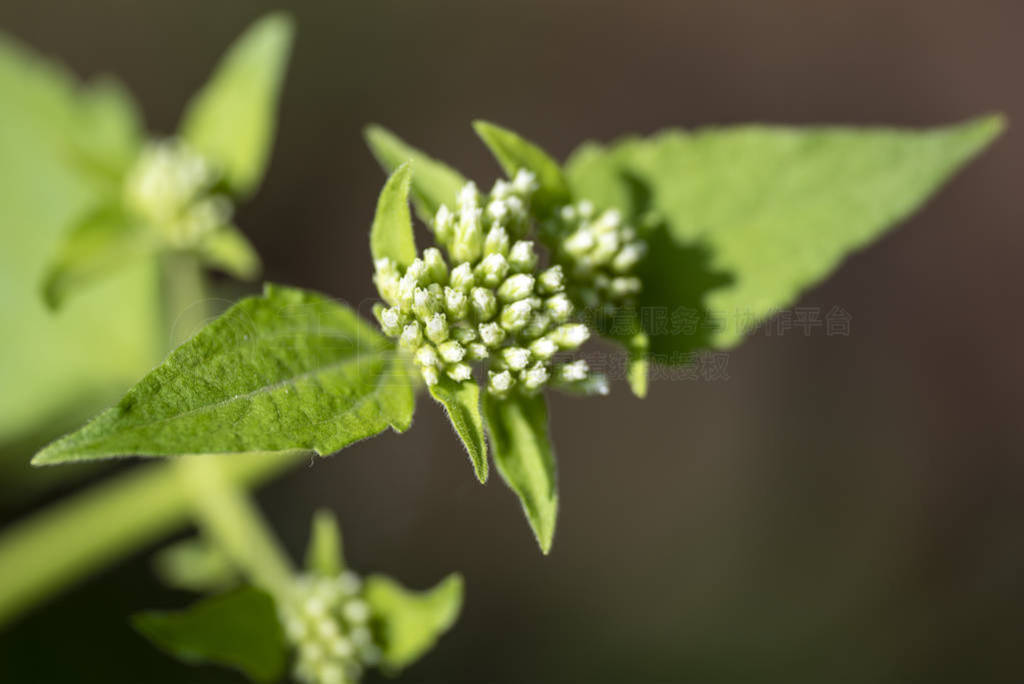 lat.Chromolaena odorata-ֲ