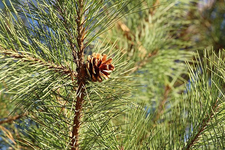 戶外春天樹葉白天光照寒冷霜凍秋天自然景色陽光草地環境松樹si1211