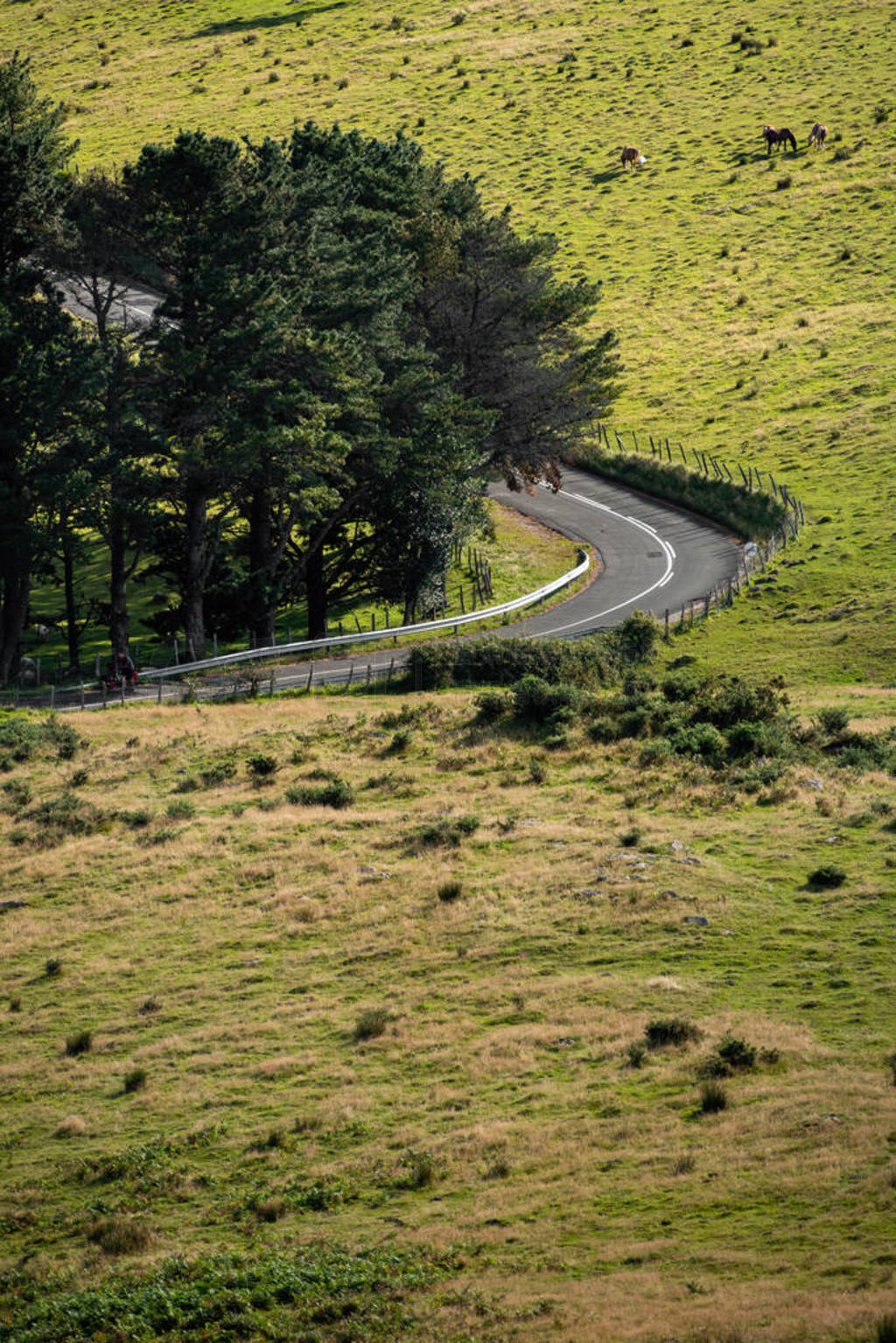 Empty countryside road turns to the left. Green meadow with hors