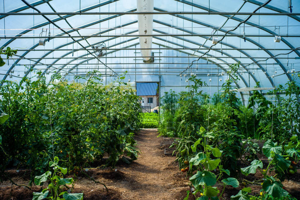 Greenhouse Interior with Planting of Several Vegetables