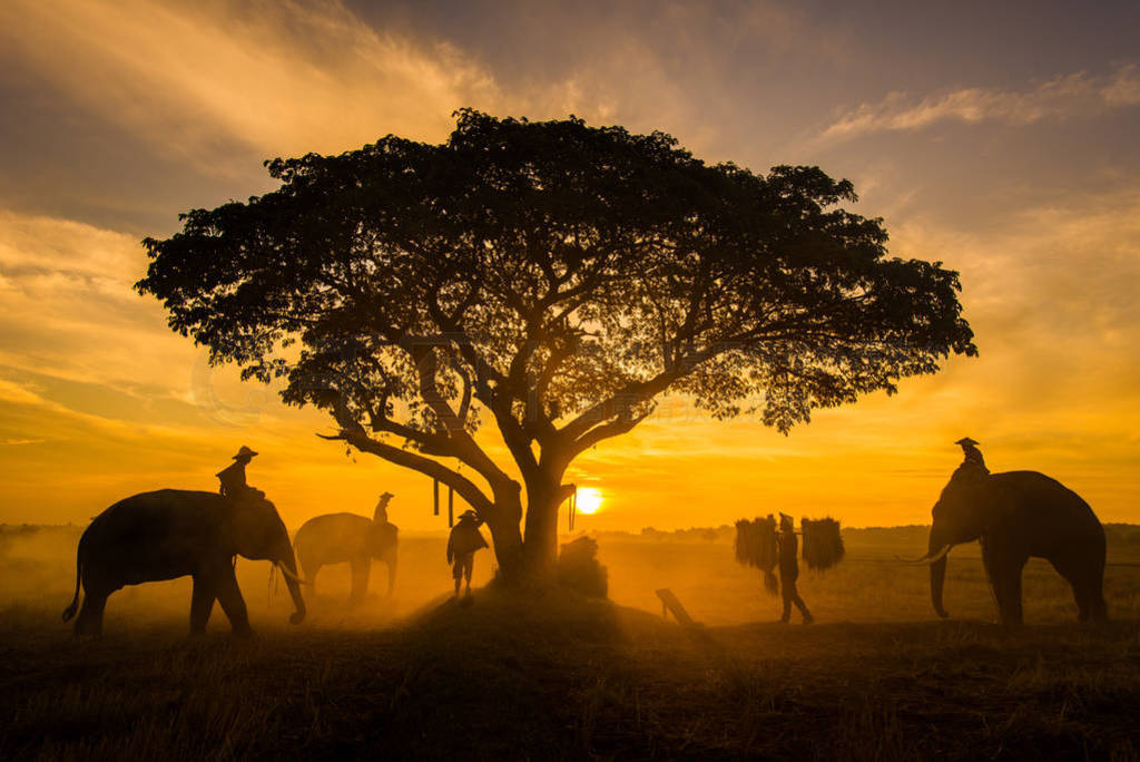 Elephants at sunrise in Thailand