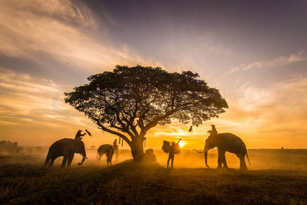 Elephants at sunrise in Thailand