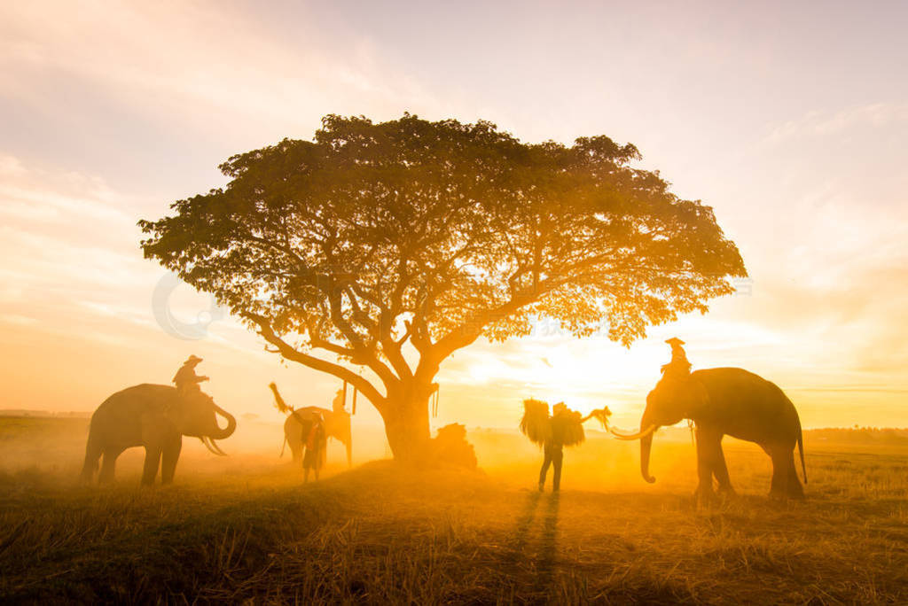 Elephants at sunrise in Thailand