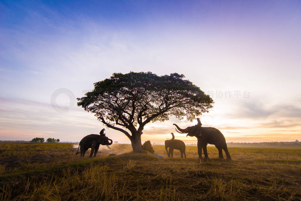 Elephants at sunrise in Thailand